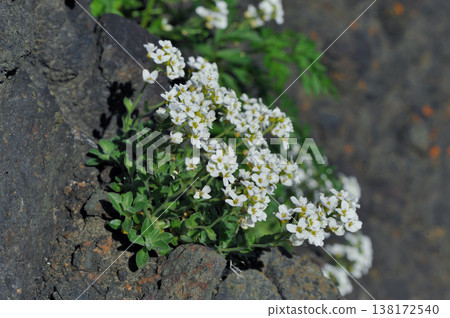 Ezo Draba (Shiretoko, Hokkaido) Ezo Draba (Shiretoko, Hokkaido) 138172540