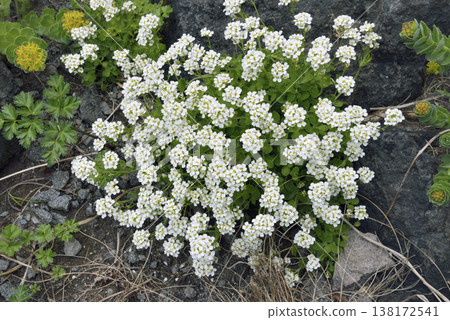 Ezo Draba(北海道知床) Ezo Draba(北海道知床) 138172541