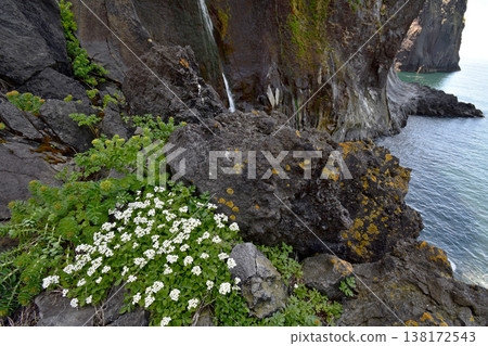 *Agrilus thunbergii* blooming on the rocky shore (Shiretoko, Hokkaido) 138172543