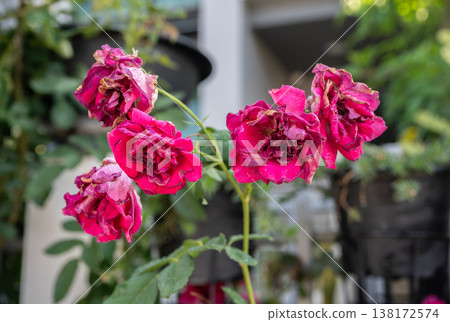 Red roses flower having sunburn damaged. Rose flowers get sunburned due to being exposed to too much sunlight which makes them vulnerable to fire. Red roses flower having sunburn damaged. Rose flowers get sunburned due to being exposed to too much sunlight which makes them vulnerable to fire. 138172574