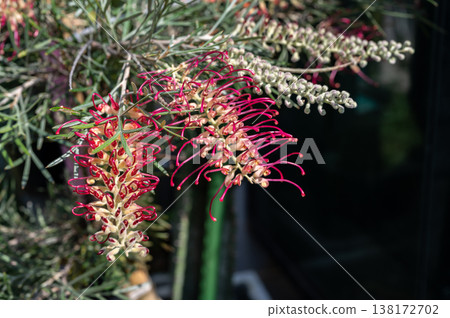 Pink Grevillea flowers blooming in the garden. Grevillea are evergreen shrubs or trees with needle-shaped foliage and bright, exotic looking flowers held at the end of their branches. 138172702