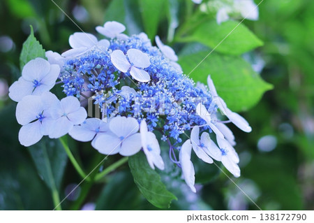 藍色繡球花 138172790