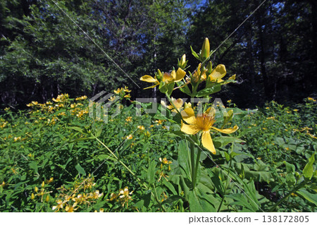 A colony of Hypericum erectum (Sounkyo, Hokkaido) A colony of Hypericum erectum (Sounkyo, Hokkaido) 138172805