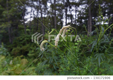 長葉白花地榆(北海道鶴井村) 長葉白花地榆(北海道鶴井村) 138172806