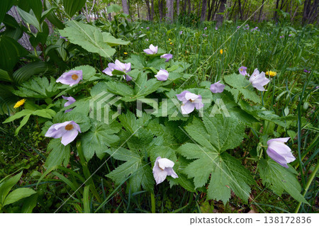Glaucidium palmatum 群落（北海道廣尾町） 138172836