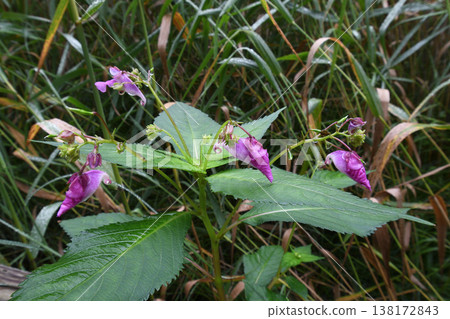 Impatiens textorii(北海道釧路濕原) Impatiens textorii(北海道釧路濕原) 138172843
