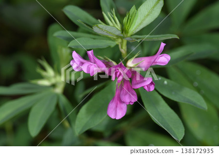 白三葉草(北海道鶴居村) 白三葉草(北海道鶴居村) 138172935