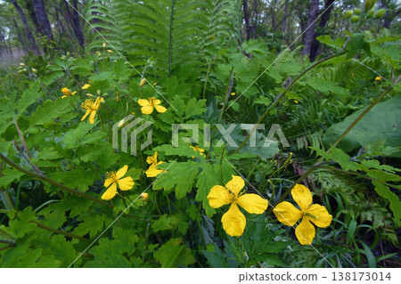 大白屈菜（北海道鶴居村） 138173014