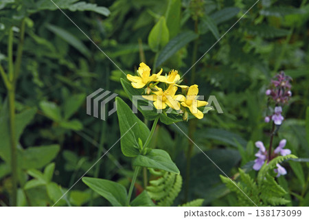 聖約翰草(北海道白糠町) 聖約翰草(北海道白糠町) 138173099