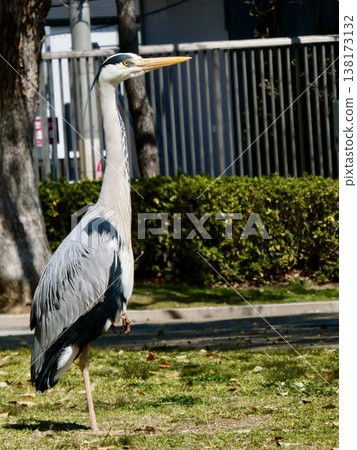 A grey heron, standing on one leg. A grey heron, standing on one leg. 138173132