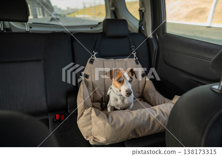 Jack Russell Terrier Dog in a Special Car Seat. Jack Russell Terrier Dog in a Special Car Seat. 138173315