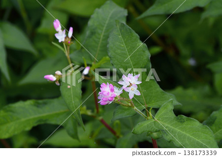 Polygonum thunbergii flowers (Kushiro Marsh, Hokkaido) Polygonum thunbergii flowers (Kushiro Marsh, Hokkaido) 138173339