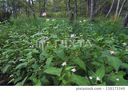 A colony of Polygonum thunbergii (Kushiro Marsh, Hokkaido) A colony of Polygonum thunbergii (Kushiro Marsh, Hokkaido) 138173340