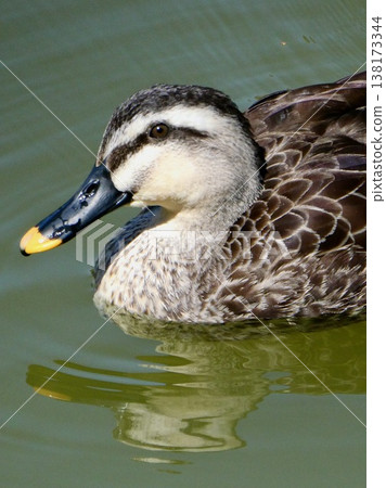 一隻野鴨的側臉特寫及其在水面上的倒影。 一隻野鴨的側臉特寫及其在水面上的倒影。 138173344