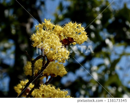藍天映襯下盛開的科尼利厄斯花 藍天映襯下盛開的科尼利厄斯花 138173345
