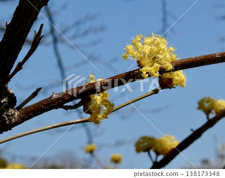 Cornelian cherry branches and flowers bathed in spring sunlight Cornelian cherry branches and flowers bathed in spring sunlight 138173348