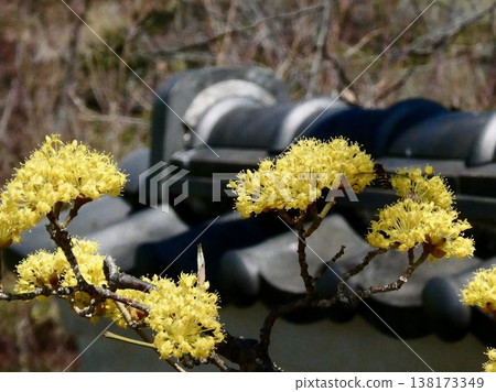 A charming cornelian tree against a backdrop of tiled roofs. A charming cornelian tree against a backdrop of tiled roofs. 138173349