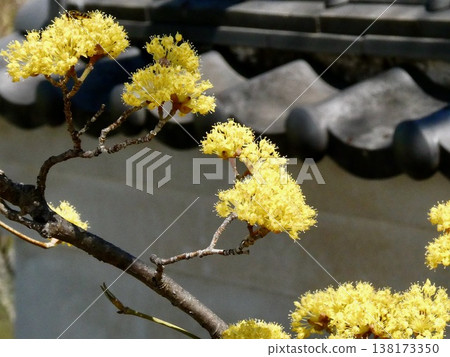 Cornelian cherry blossoms blooming in a Japanese garden and a traditional Japanese landscape Cornelian cherry blossoms blooming in a Japanese garden and a traditional Japanese landscape 138173350