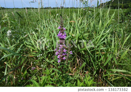 千屈菜（北海道釧路町） 138173382