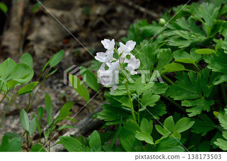 White-flowered Corydalis ambigua (Asahikawa City, Hokkaido) 138173503