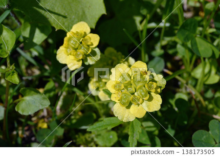 Ezo-nekonome-sou flowers (Tsurui Village, Hokkaido) 138173505