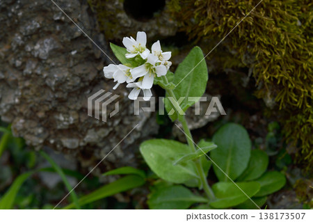 Ezonoi Wahatazao (Shiretoko, Hokkaido) 138173507