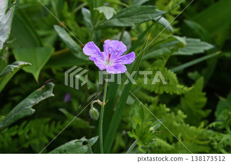 Geranium erianthum (Shiranuka Town, Hokkaido) Geranium erianthum (Shiranuka Town, Hokkaido) 138173512