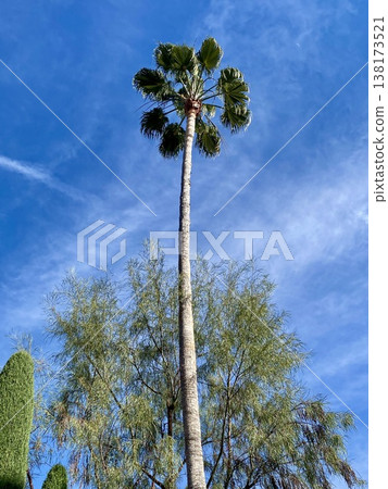 發光在藍天的棕櫚樹 發光在藍天的棕櫚樹 138173521