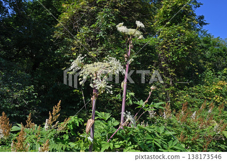 Angelica ursina (Kamishihoro, Hokkaido) 138173546