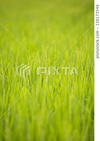 Rice stalks beginning to ripen at the end of summer 138173548