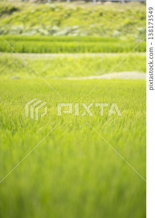 Rice stalks beginning to ripen at the end of summer 138173549