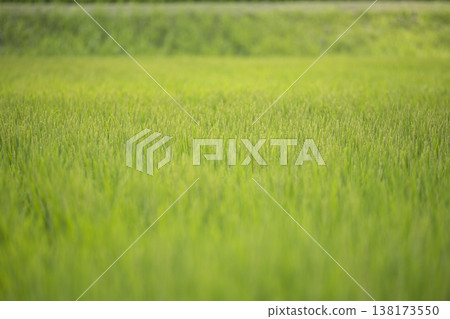 Rice stalks beginning to ripen at the end of summer 138173550