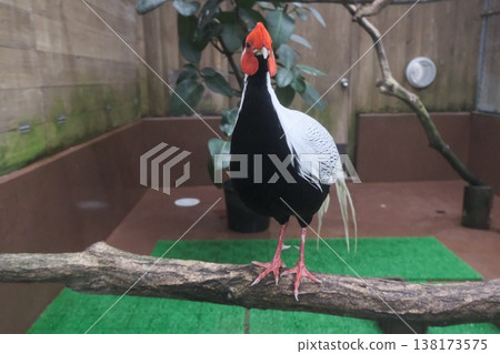 A close-up of a pheasant relative with a red face and black and white feathers. A close-up of a pheasant relative with a red face and black and white feathers. 138173575