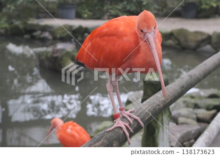 A waterside scene with a bright red scarlet ibis perched on a branch. 138173623