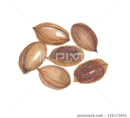 Pecan nuts painted in watercolor. Pecan nuts painted in watercolor. 138173641