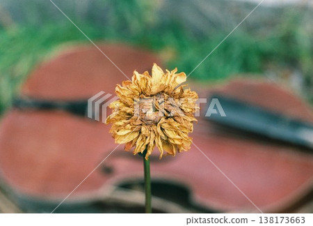 由弦樂器和黃色大麗花組成的畫面。 138173663