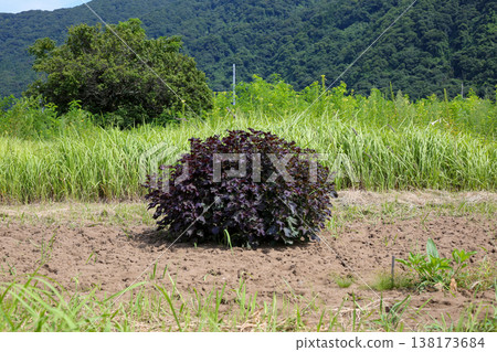Red perilla in the field 138173684