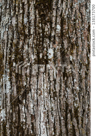 Moss and Lichen Tree Bark Vertical Texture 138173700