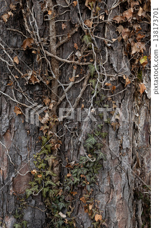 Tree Bark with Dry Vines and Ivy Leaves 138173701