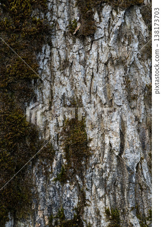 Mossy Tree Bark Texture Vertical Natural Background 138173703