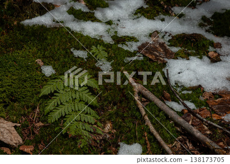 Fern on Moss with Melting Snow on Forest Floor Fern on Moss with Melting Snow on Forest Floor 138173705