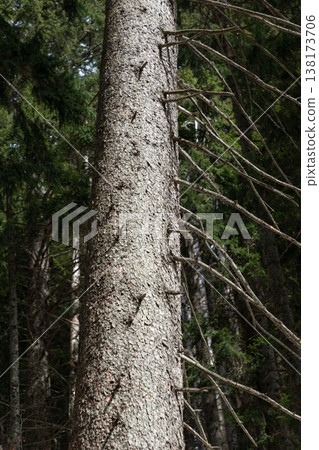 Tree Trunk with Dry Branches in Dark Forest Tree Trunk with Dry Branches in Dark Forest 138173706