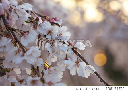 Cherry blossoms illuminated by the morning sun Cherry blossoms illuminated by the morning sun 138173711