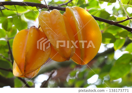樹上生長的楊桃(Calambola):熱帶水果的自然光照片。 樹上生長的楊桃(Calambola):熱帶水果的自然光照片。 138173771