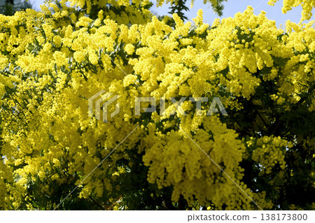 Mimosa in full bloom 138173800