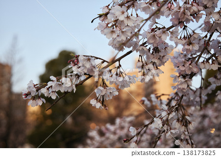 櫻花採取朝陽 138173825