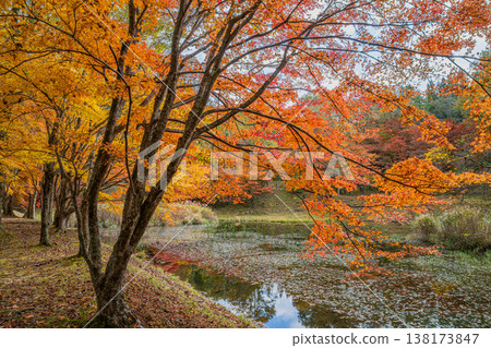 Takadoya Wetlands in Toyota City (Aichi Prefecture) Takadoya Wetlands in Toyota City (Aichi Prefecture) 138173847