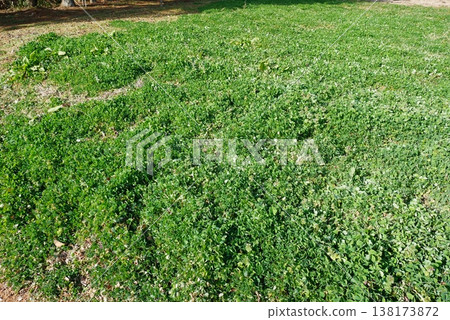 Clover planted as green manure (green manure farming) 138173872