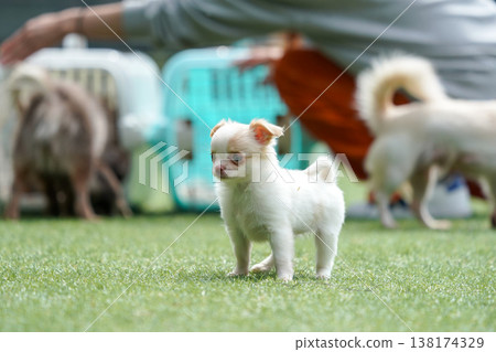A mother Chihuahua and her puppies playing in a dog park. A mother Chihuahua and her puppies playing in a dog park. 138174329