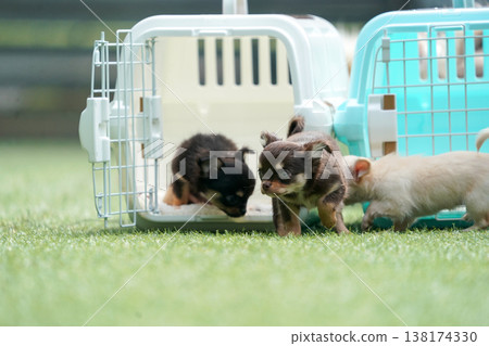 A mother Chihuahua and her puppies playing in a dog park. 138174330